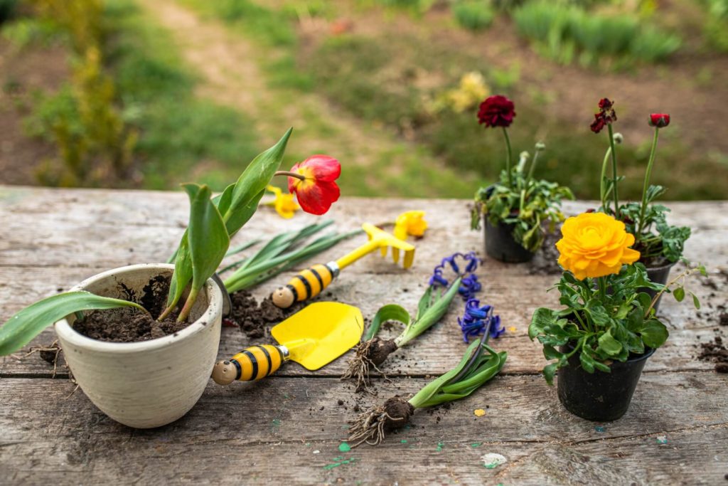 Przesadzanie kwiatów