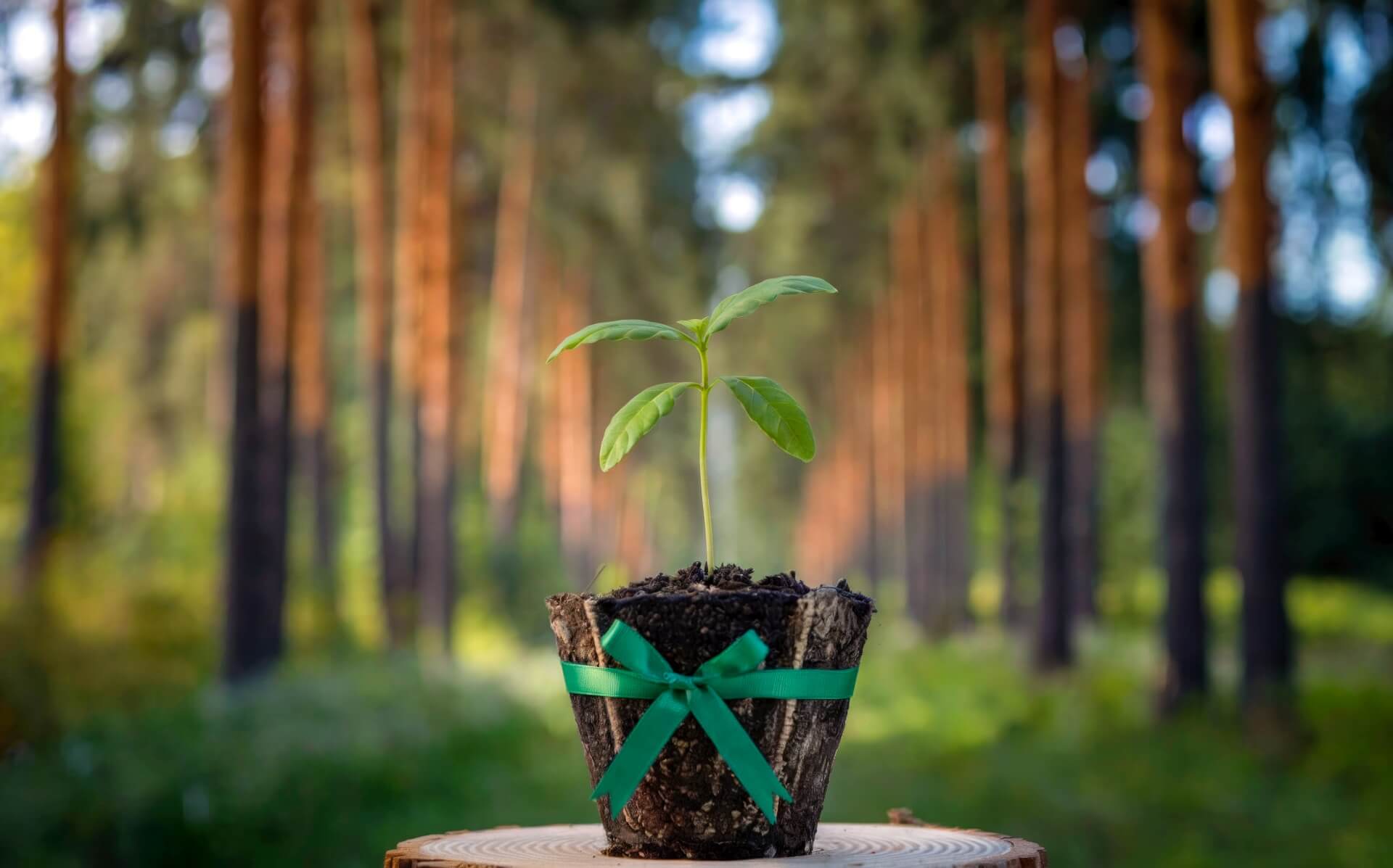 Sadzonka w lesie